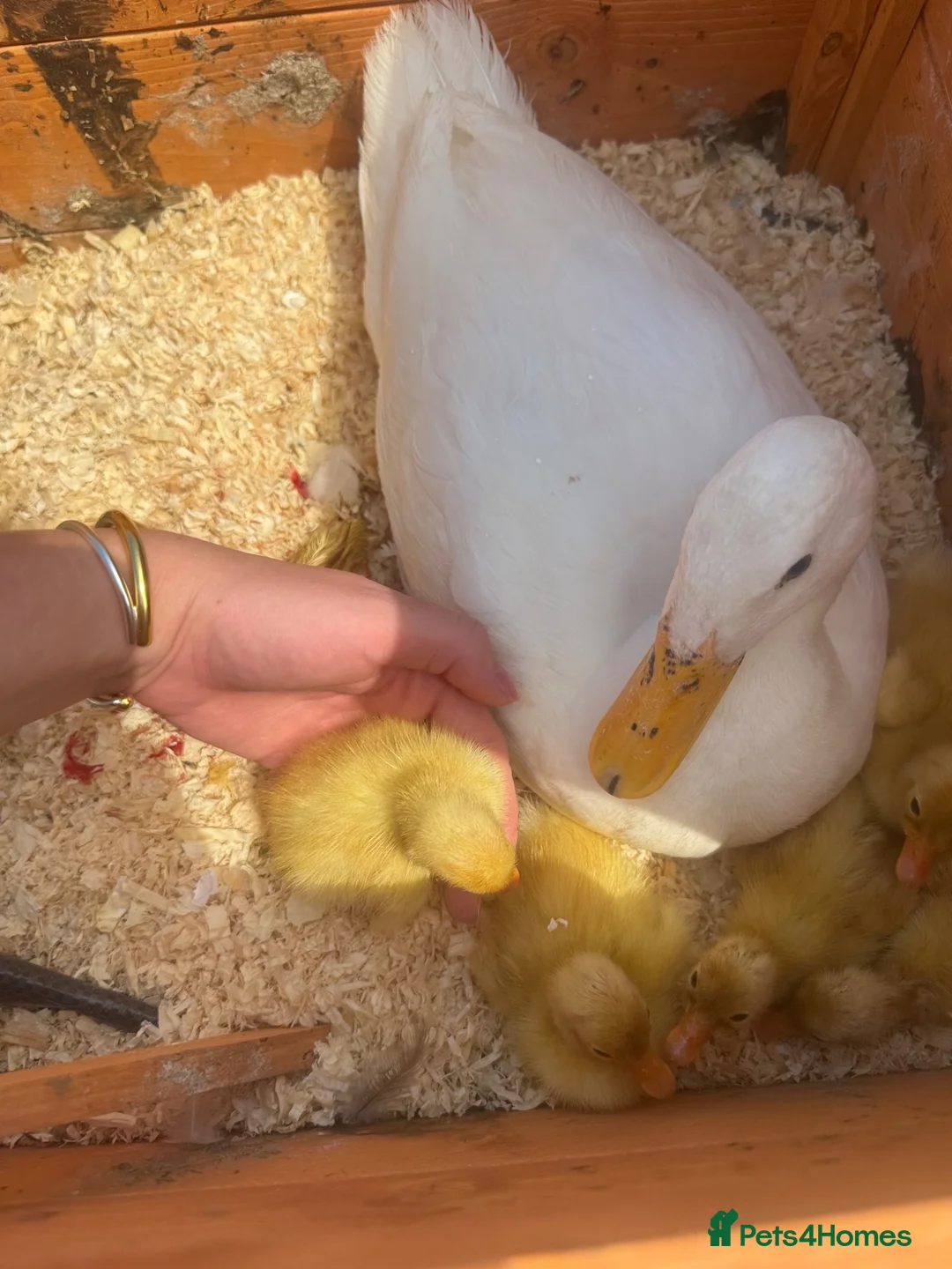 Ducks poultry for sale: Indian Runner Ducklings for sale in Kettering - Advert 4