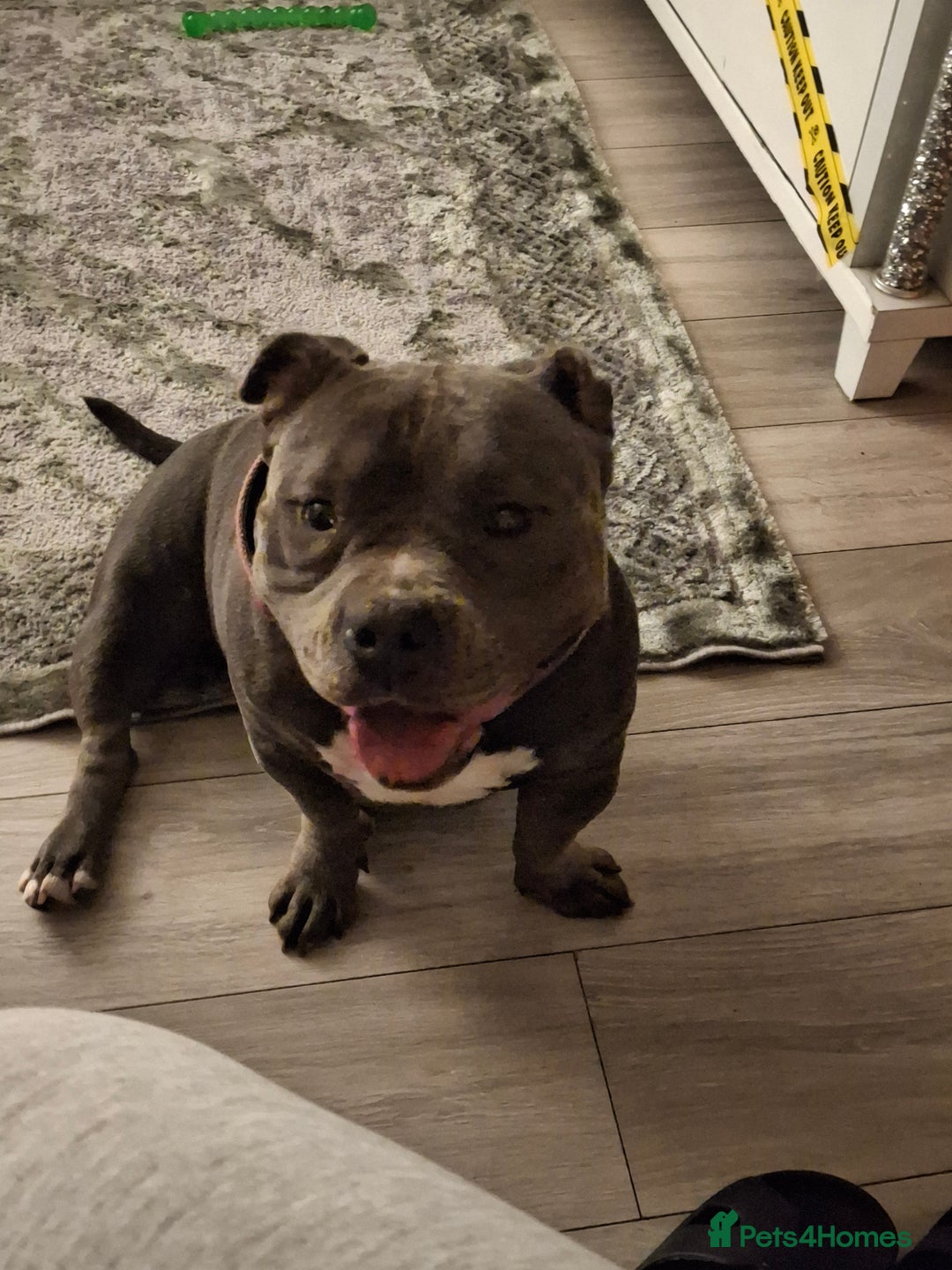 American Bully dogs for sale: Micro pocket bully  - Advert 2