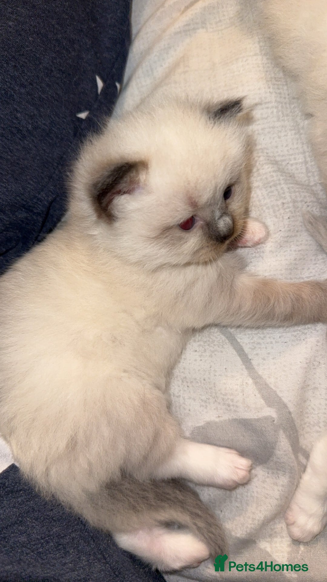 Ragdoll cats for sale: 5 beautiful ragdoll kittens - Advert 12