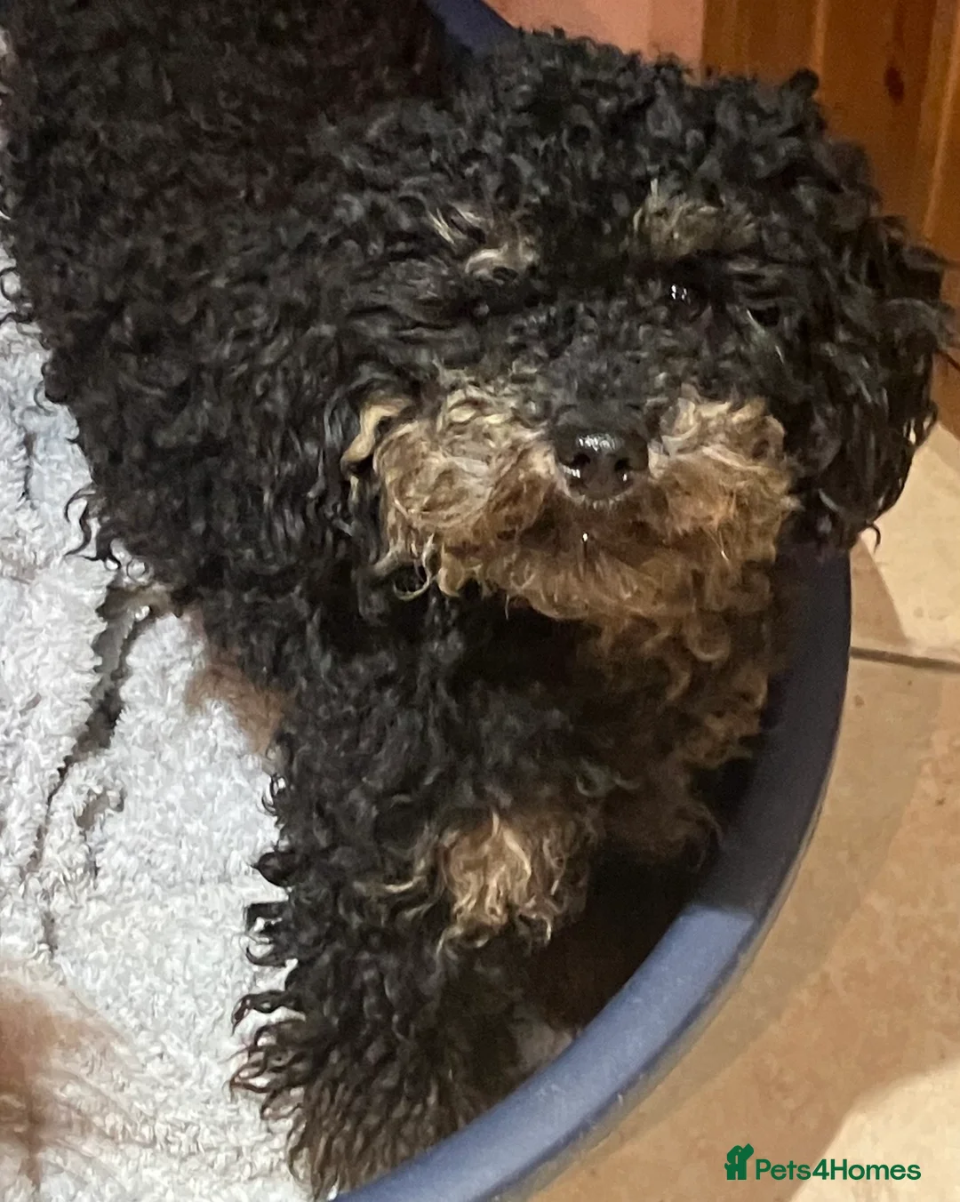 Mixed Breed dogs for sale: TOY X MINIATURE POODLE PUPPIES RED & BLACK - Advert 13