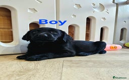 Labrador Retriever dogs for sale: 7 STUNNING BLACK LABRADOR PUPPIES - Image 3