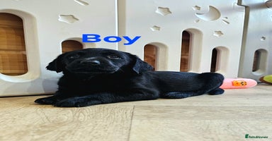 Labrador Retriever dogs - Advert 1