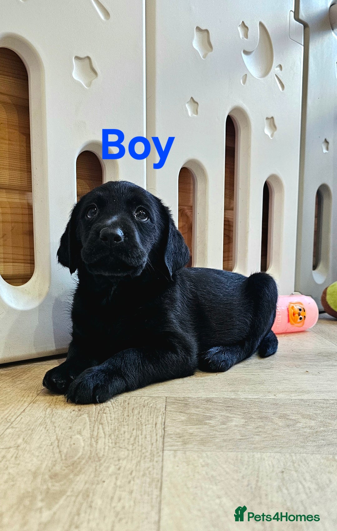 Labrador Retriever dogs for sale: 7 STUNNING BLACK LABRADOR PUPPIES - Image 3