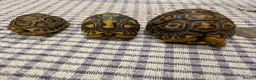Tortoise reptiles for sale: Leopard tortoise baby’s  - Advert 3