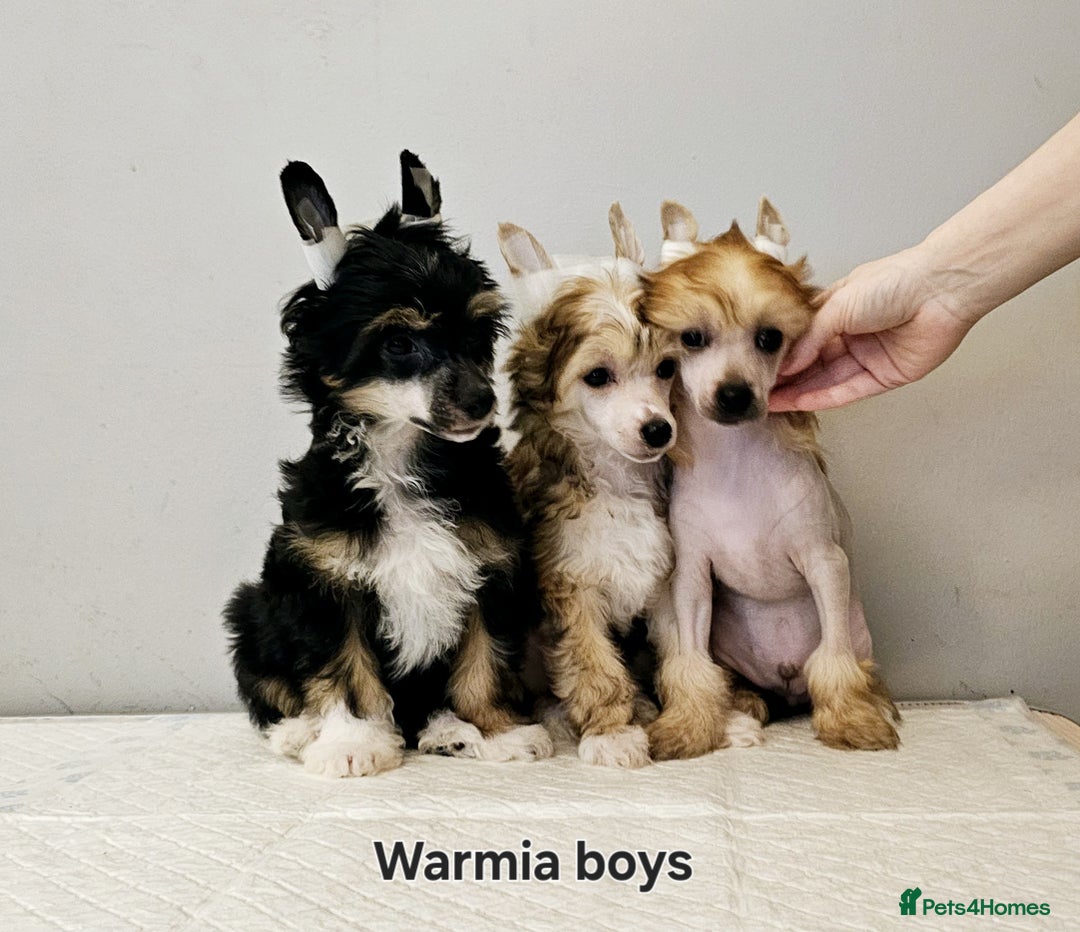 Chinese Crested dogs for stud: Julien INSOLITE FAMILIER import Pl  - Advert 12