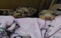 Miniature Dachshund dogs for sale: Kc miniature dachshunds - Image 3