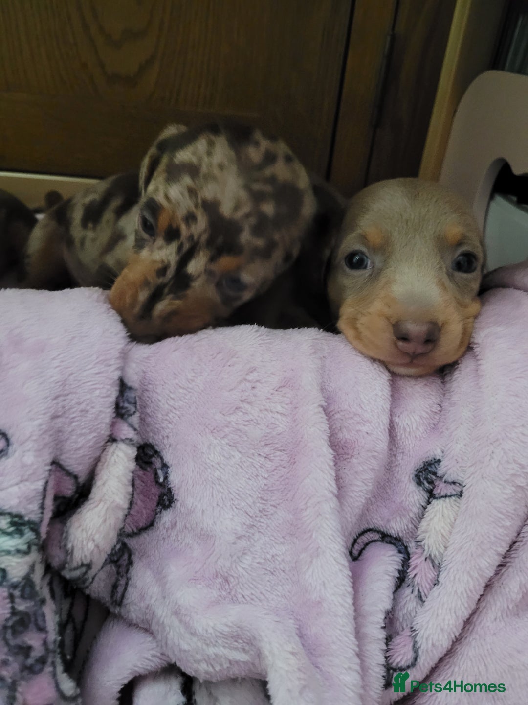 Miniature Dachshund dogs for sale: Kc miniature dachshunds - Image 3