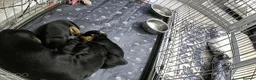 Miniature Dachshund dogs for sale: Miniature dachshund  - Advert 4