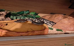 Python Snake reptiles for sale: Royal Pythan with setup - Image 1