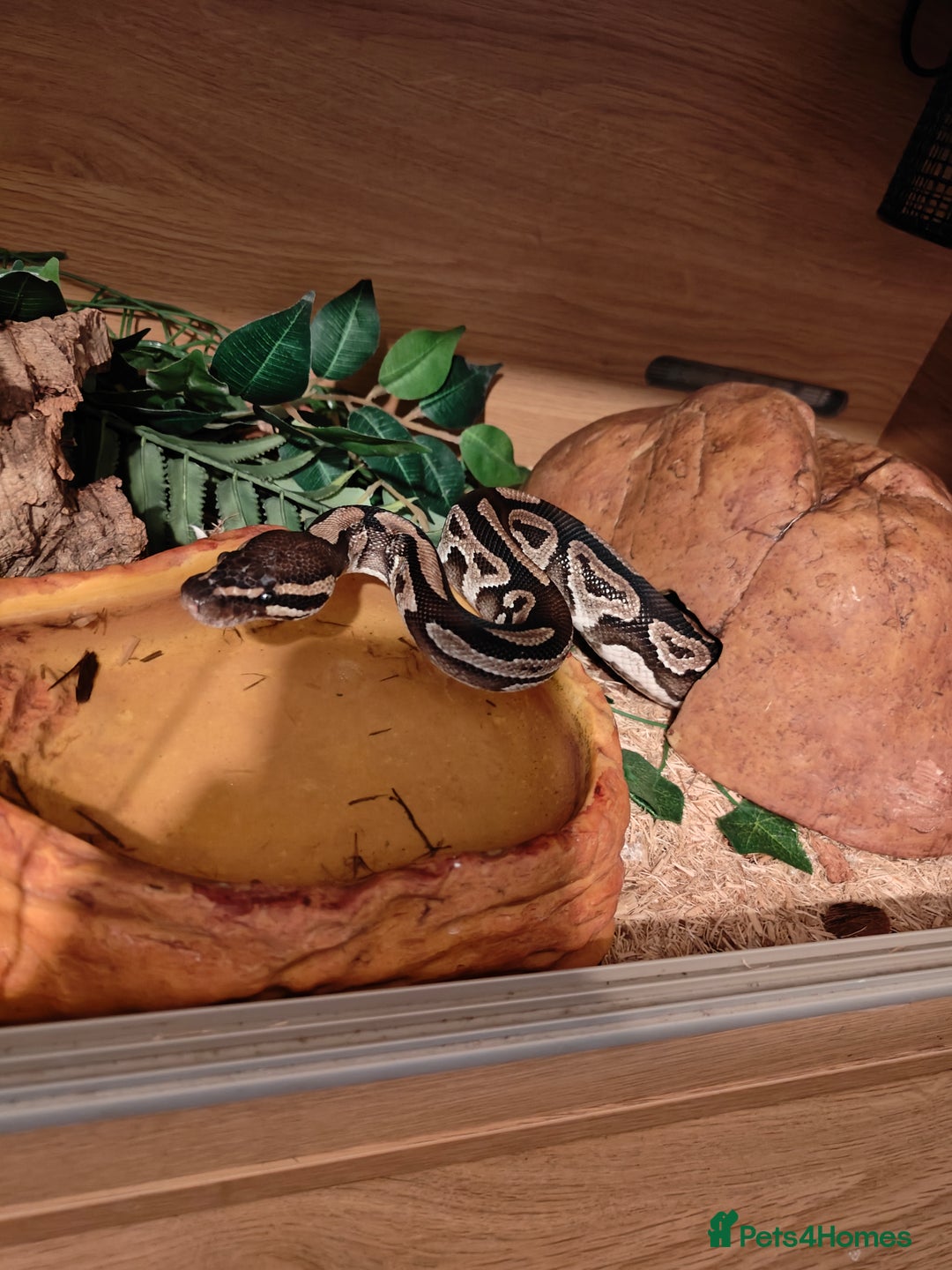 Python Snake reptiles for sale: Royal Pythan with setup - Image 1