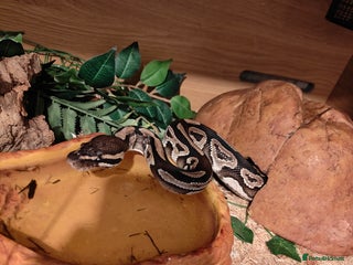 Python Snake reptiles for sale - Advert 1