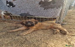Briard dogs for sale: Briard Female- last minute owner change of mind - Image 2