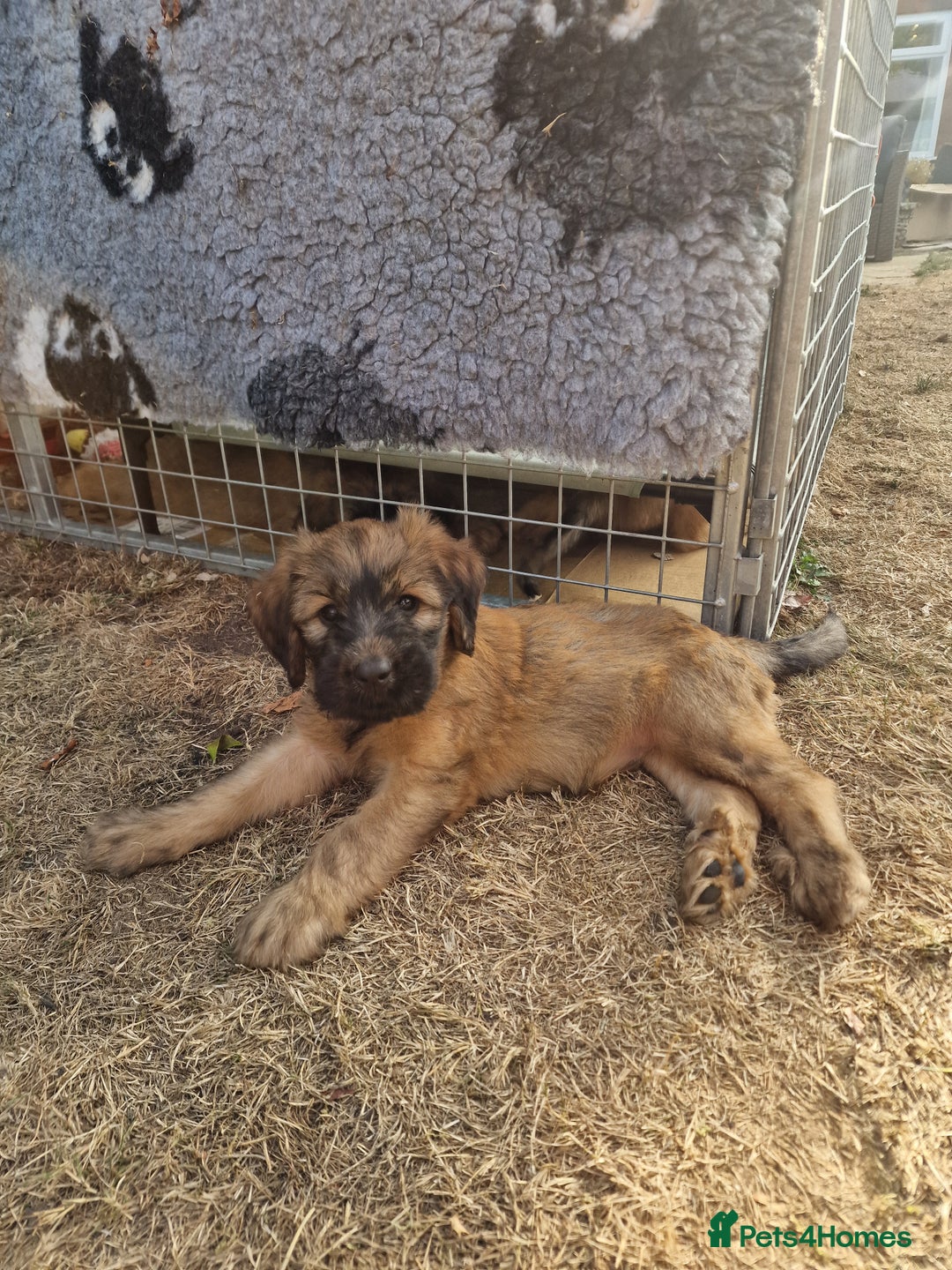 Briard dogs for sale: Briard Female- last minute owner change of mind - Image 2