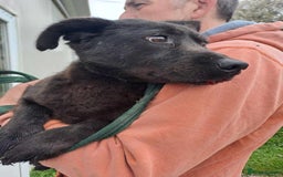 Mixed Breed dogs for adoption: Blossy - Norwich Norfolk  - Image 7