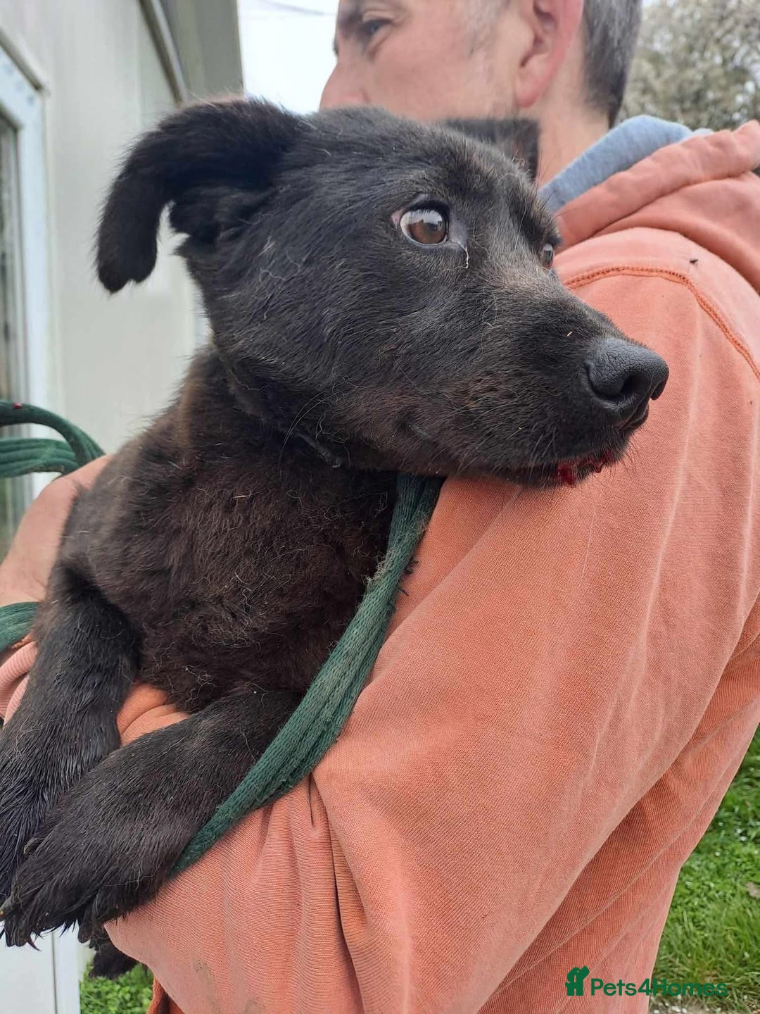 Mixed Breed dogs for adoption: Blossy - Norwich Norfolk  - Image 7