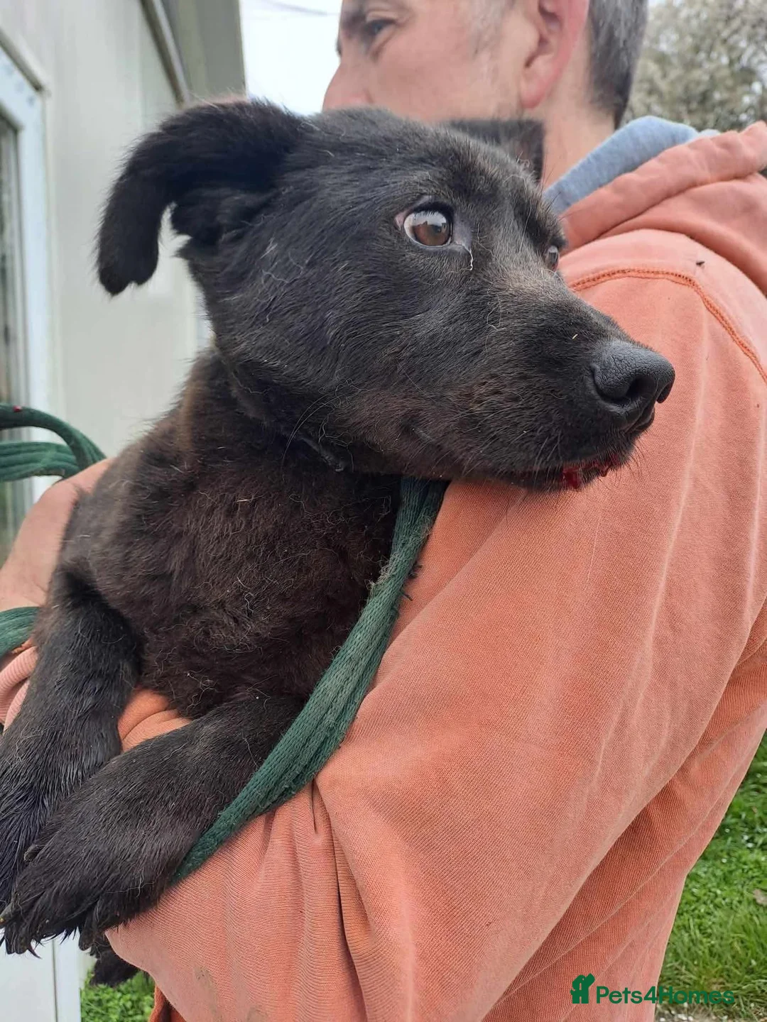 Mixed Breed dogs for adoption: Blossy - Norwich Norfolk  - Advert 7