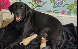 Labrador Retriever dogs for sale: Kc reg labradore puppies - Image 1