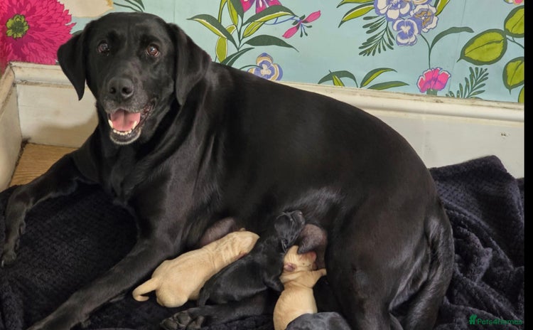 Labrador Retriever dogs - Advert 14