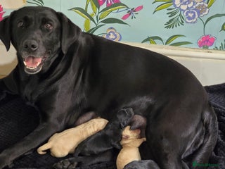 Labrador Retriever dogs - Advert 1