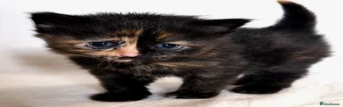 Dark Tortie 