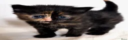 Domestic Shorthair cats for sale: Domestic SH kittens for reserve ₍^. .^₎⟆ - Advert 11