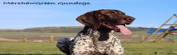 German Shorthaired Pointer dogs for stud: Excellent example Gsp kc and health tested. STUD in Lancaster - Advert 2