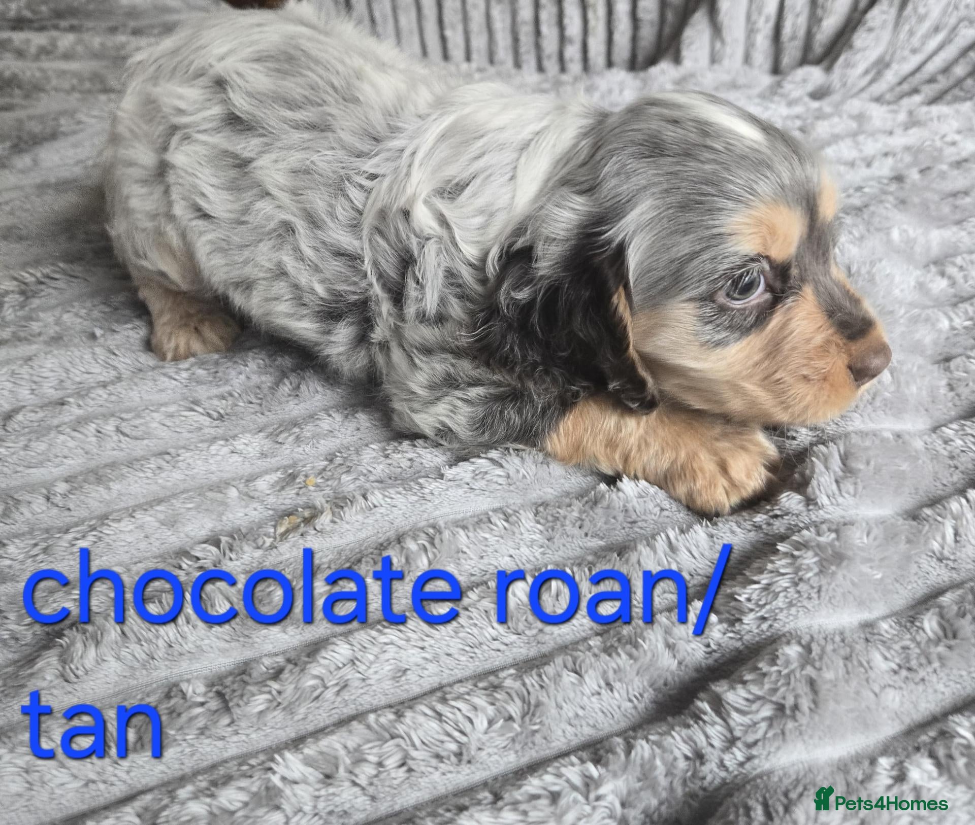 Cocker Spaniel dogs Beautiful working cocker spaniel puppies  - Advert 2