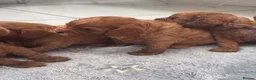 Cavapoo dogs for sale: F1 Cavapoo - Advert 12