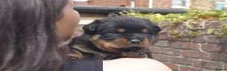 Rottweiler dogs for sale: Two puppies left available  - Advert 5