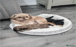 Shih Tzu dogs for sale: Imperial Shih tzu  - Image 10