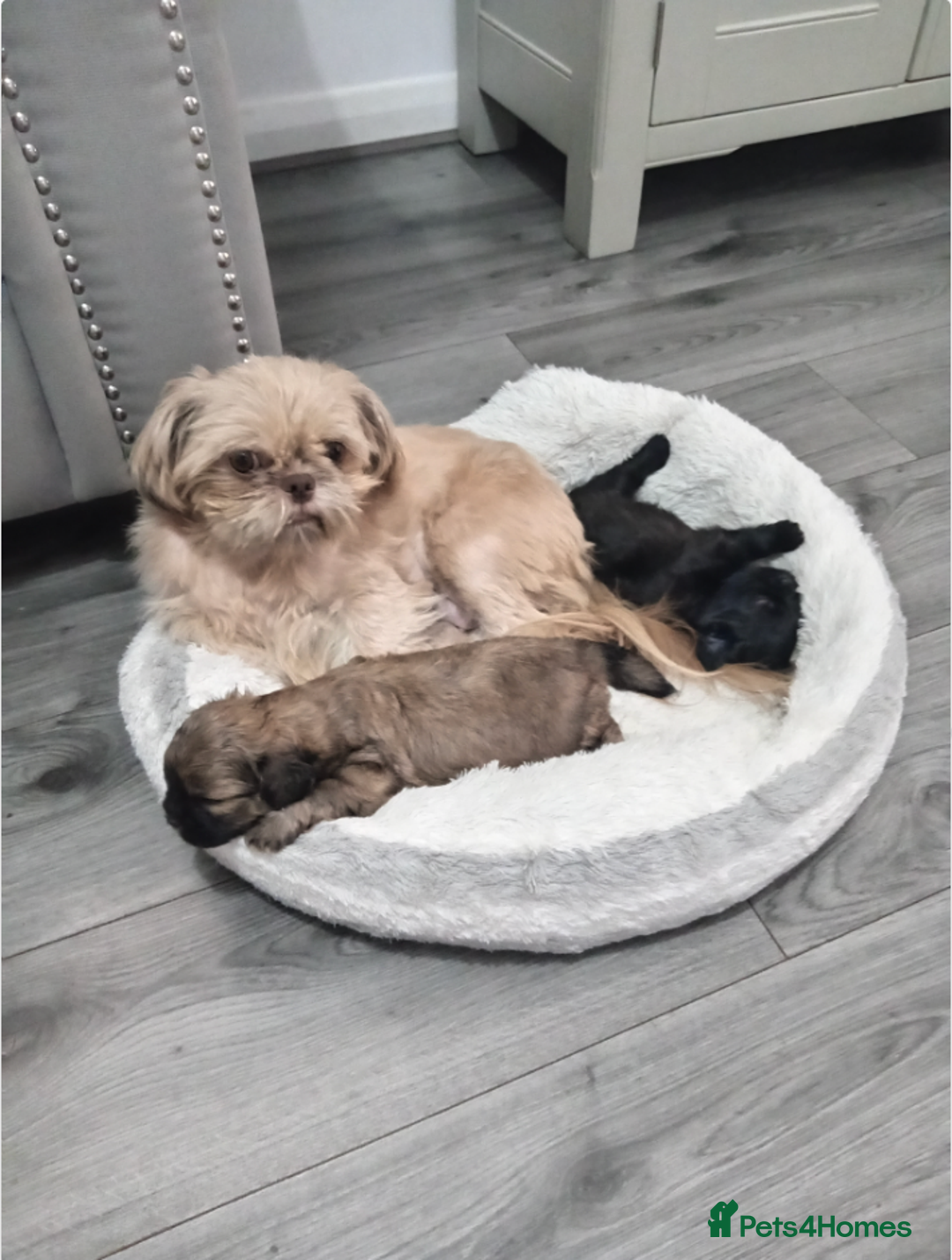 Shih Tzu dogs for sale: Imperial Shih tzu  - Image 10