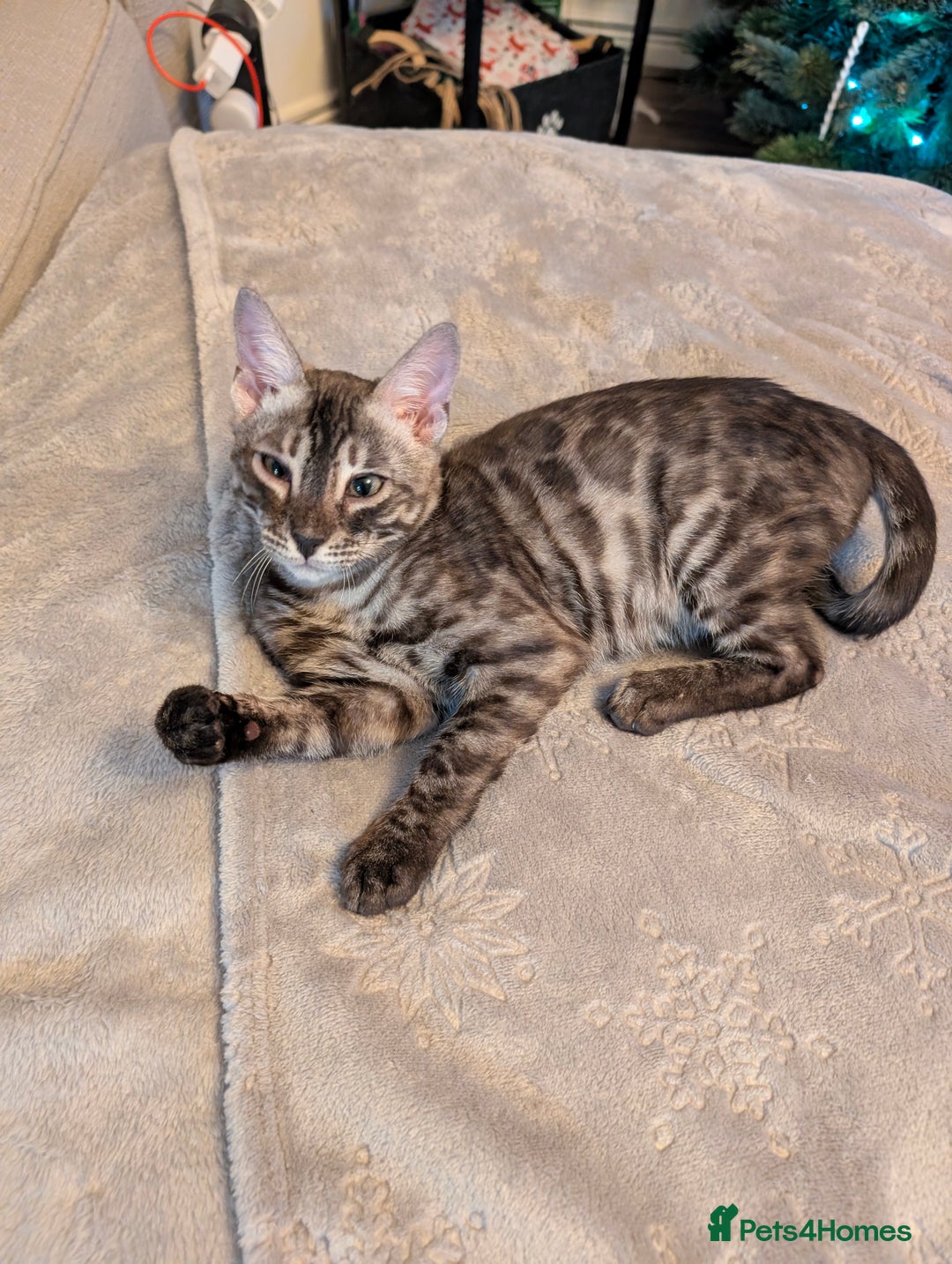 Bengal cats for sale: 2x Silver bengal for sale - male - Advert 10