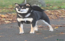 Japanese Shiba Inu dogs for sale: Two super female Japanese shiba inu  - Advert 3