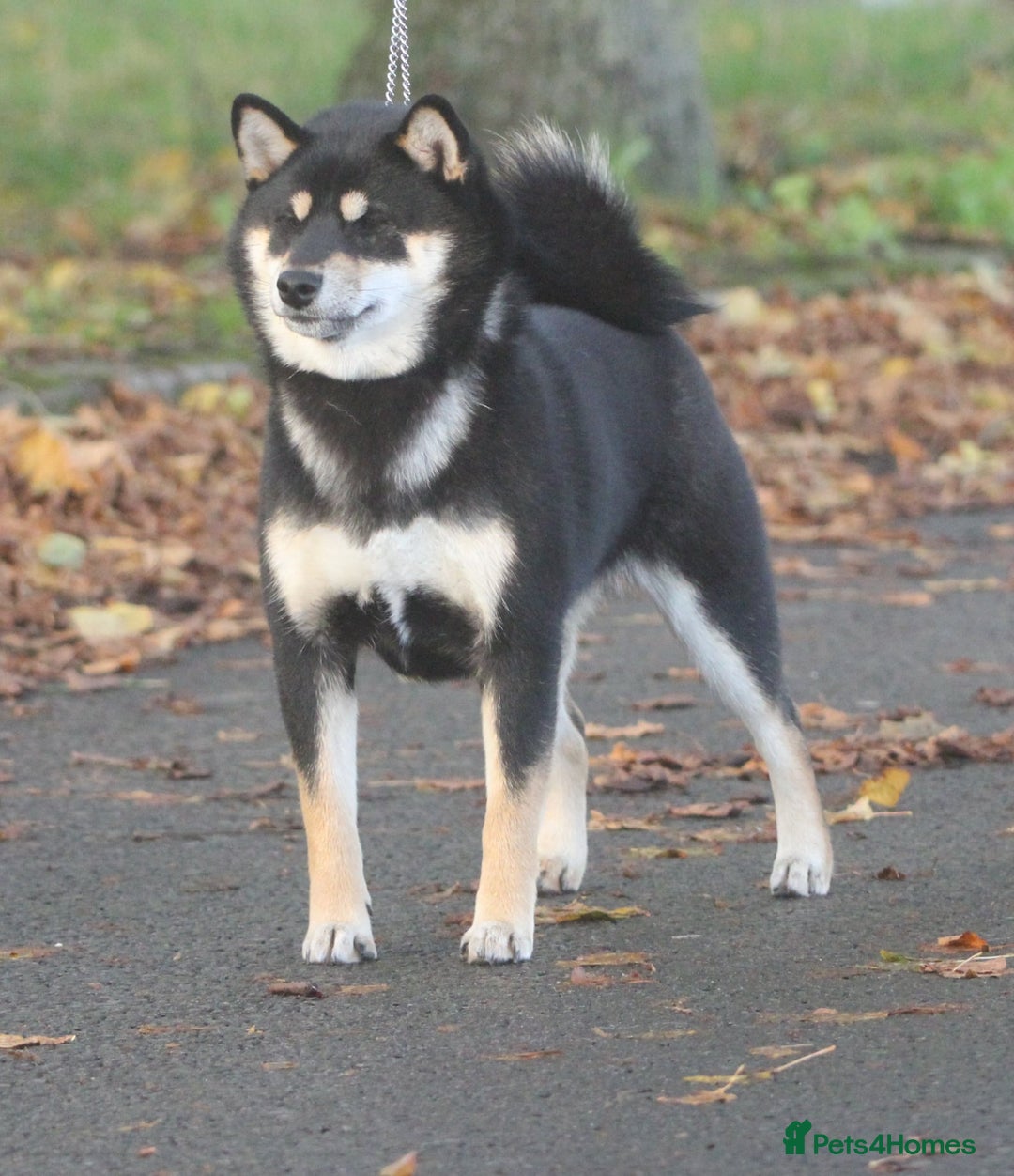 Japanese Shiba Inu dogs for sale: Two super female Japanese shiba inu  - Advert 3