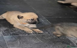 Belgian Shepherd Dog dogs for sale: Belgian malinois  - Image 10
