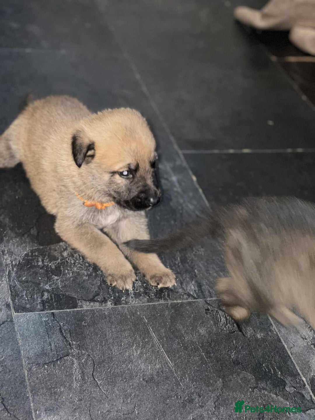 Belgian Shepherd Dog dogs for sale: Belgian malinois  - Image 10