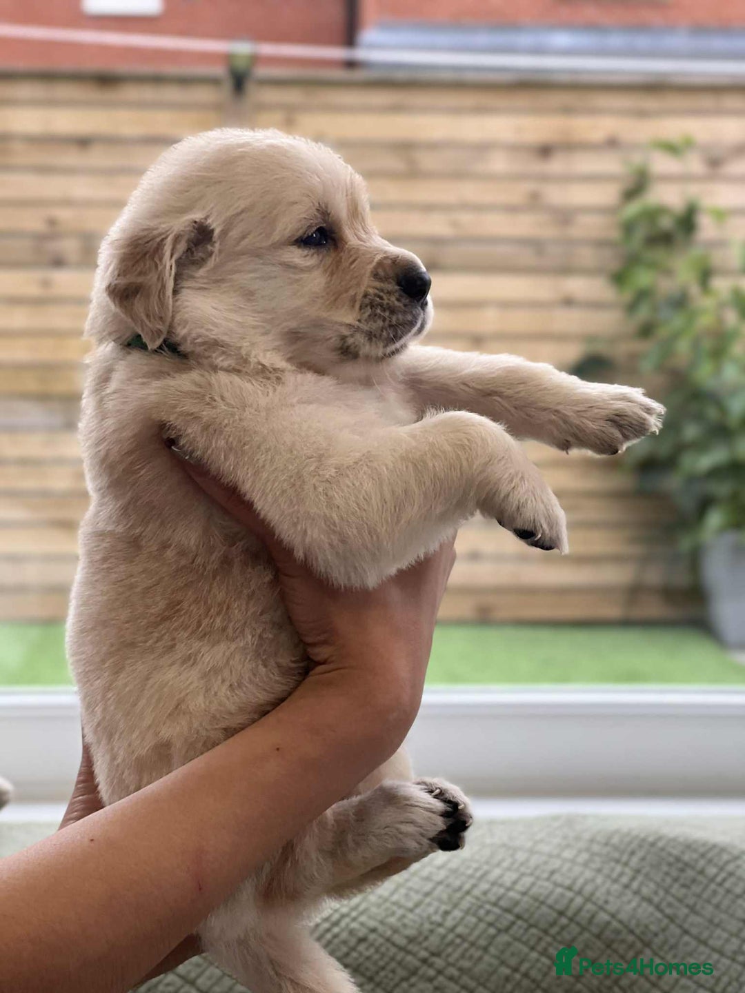 Golden Retriever dogs for sale: Golden Retriever Puppies. Health tested parents. - Image 11