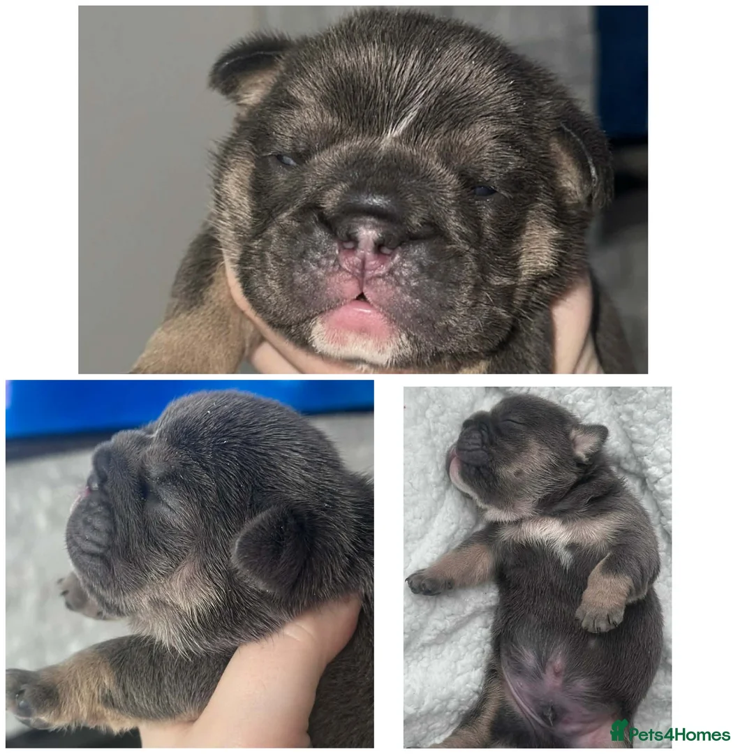 English Bulldog dogs for sale: Stunning kc registered English bulldogs  - Advert 3