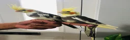 Cockatiels birds for sale: Beautiful hand tamed cockatiels for sale. - Advert 8