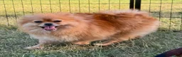 Pomeranian dogs for adoption: 🐾 RALPHIE – Female Pomeranian 🐾 - Advert 7