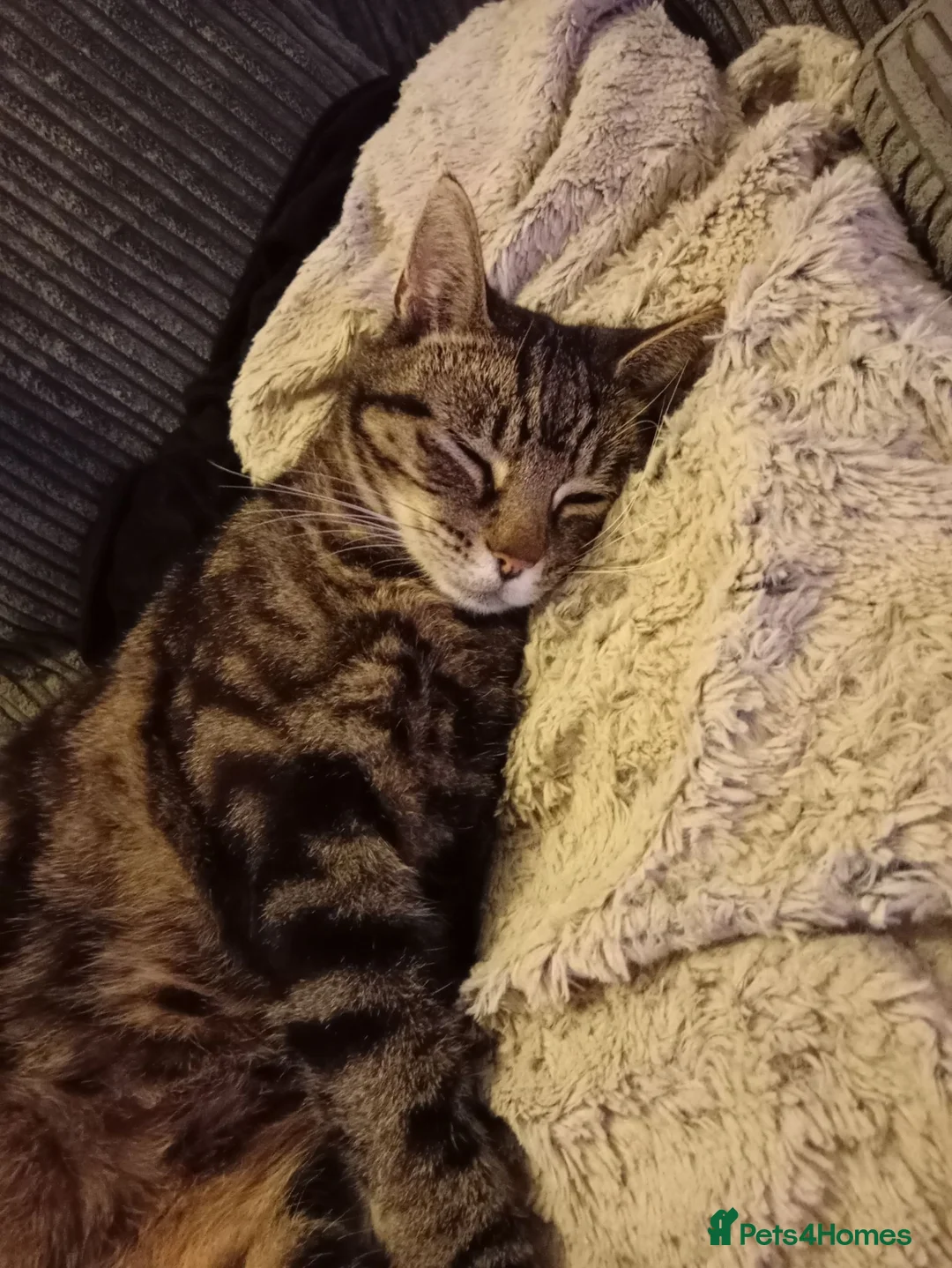 Mixed Breed cats for sale: Sweet & Gorgeous 9-Year-Old Tabby Girl in Bury - Advert 2