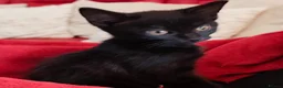 Mixed Breed cats for sale: Beautiful black kittens for sale. in Alloa - Advert 3