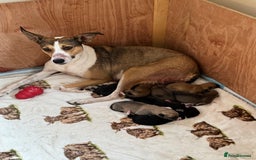 Mixed Breed dogs for sale: Lurcher cross pups - Image 10