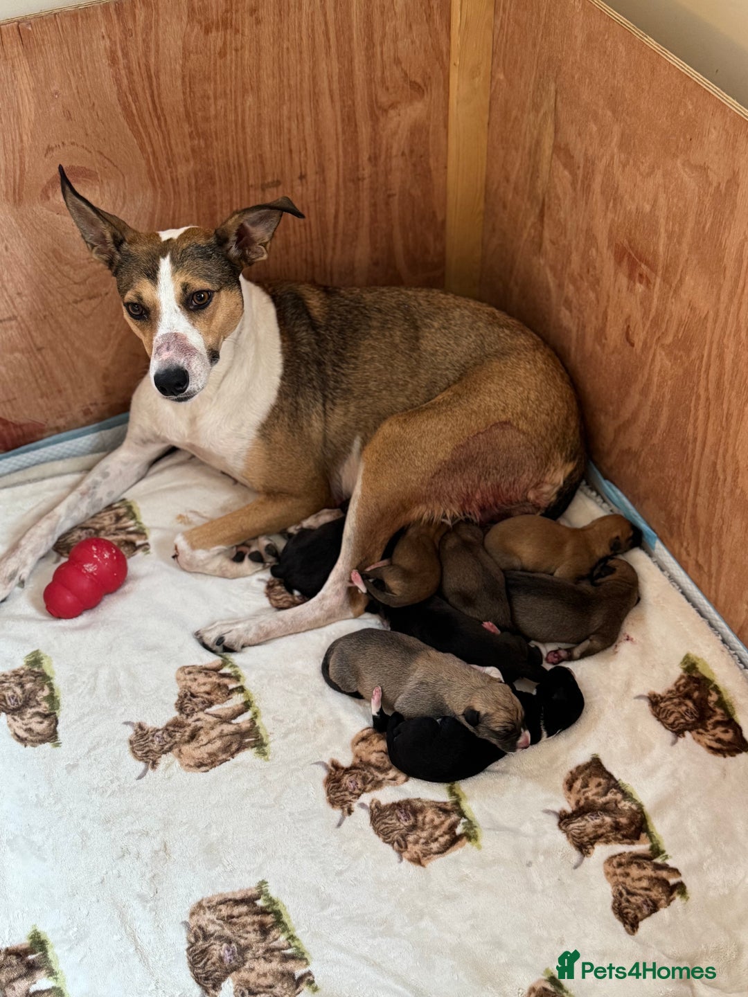 Mixed Breed dogs for sale: Lurcher cross pups - Image 10