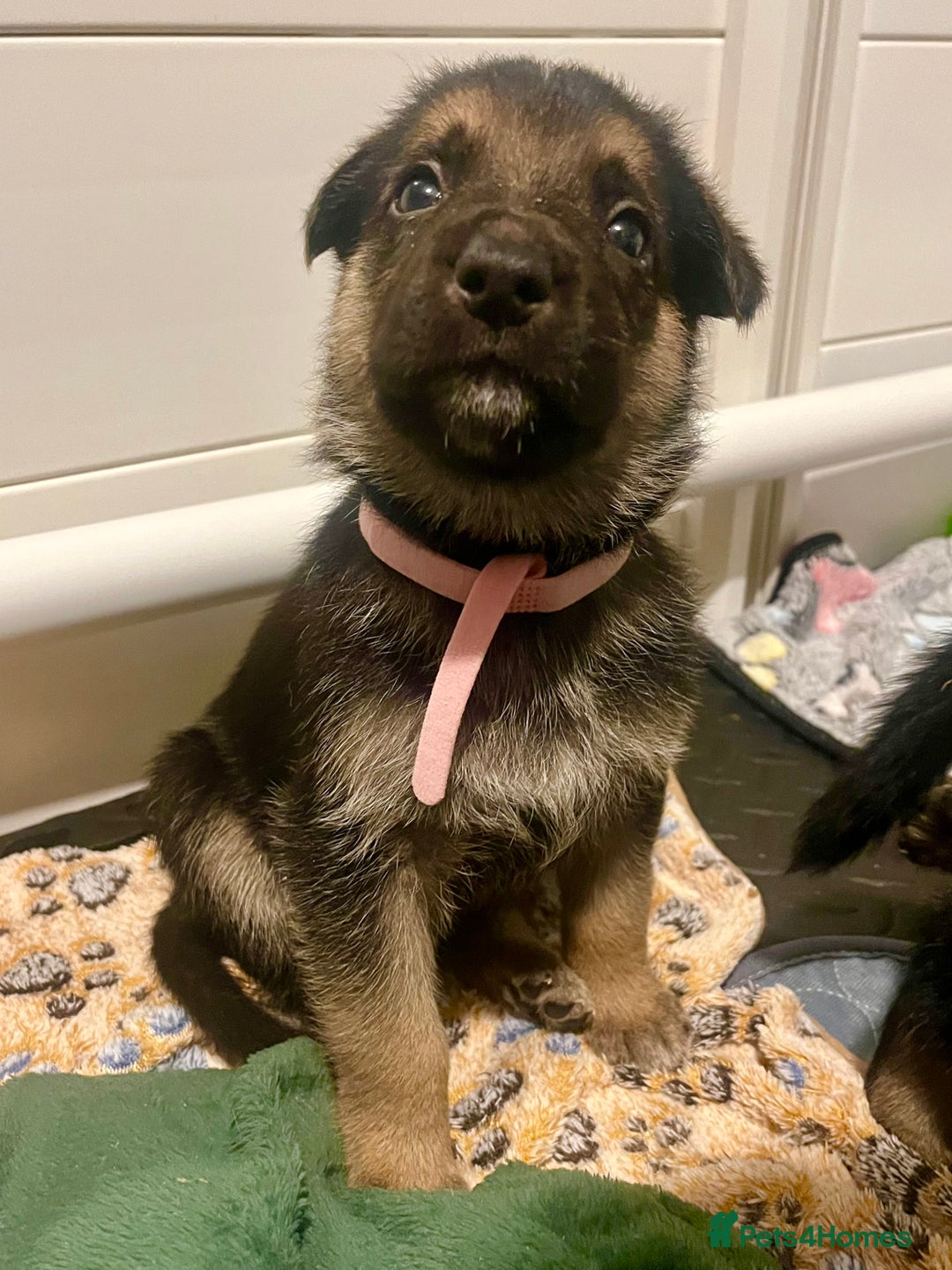 German Shepherd dogs for sale: BEAUTIFUL GERMAN SHEPHERD PUPPIES 😍 - Image 10