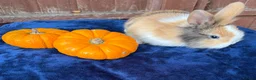 French Lop rabbits for sale: 5 Beautiful French lops  - Advert 22