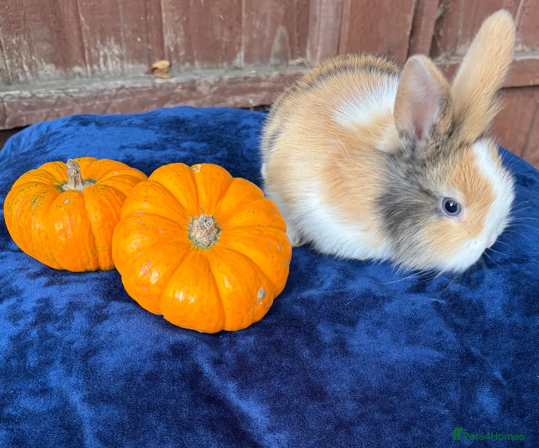 French Lop rabbits for sale: 5 Beautiful French lops  - Advert 22