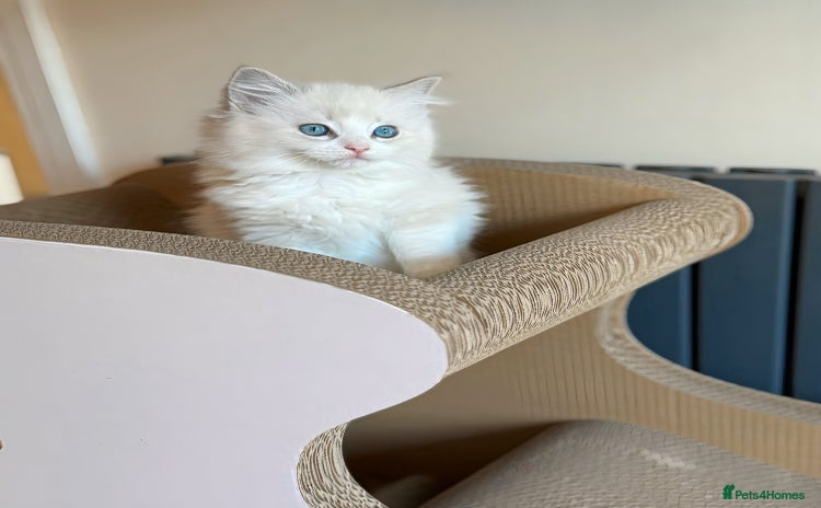 Ragdoll cats DNA Tested TICA registered Ragdoll Kittens Female  - Advert 1