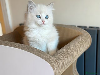Ragdoll cats DNA Tested TICA registered Ragdoll Kittens Female - Advert 5