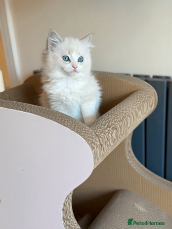 Ragdoll cats DNA Tested TICA registered Ragdoll Kittens Female - Advert 1